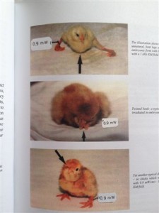 20120818-photo of mutated chicks